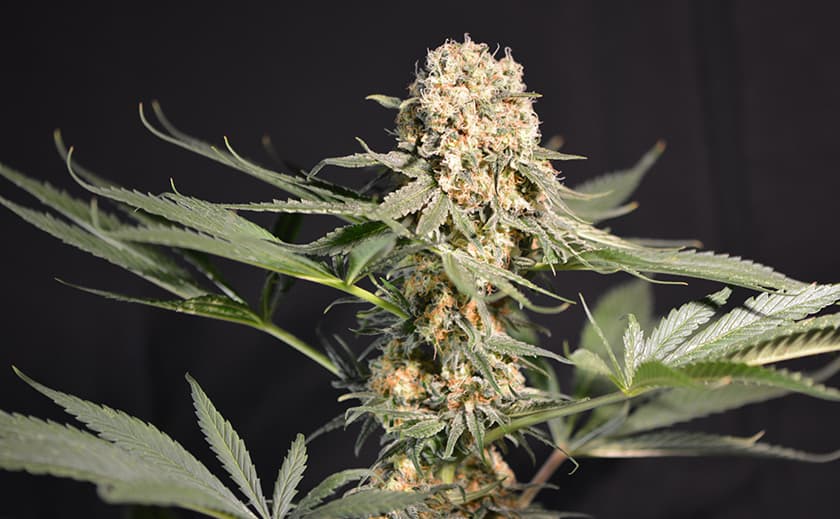 Cannabis Samen und psychische Gesundheit: Die Verbindung erkunden