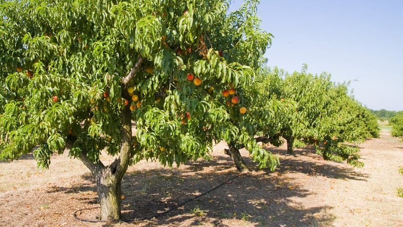 Warum es sich lohnt, Obstbäume Hochstamm bei spezialisierten Gärtnereien zu kaufen