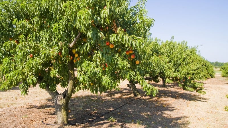 Warum es sich lohnt, Obstbäume Hochstamm bei spezialisierten Gärtnereien zu kaufen