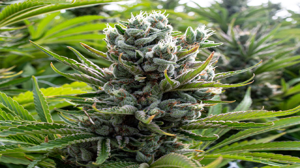 Die besten feminisierten Weed-Sorten bei Cannapot