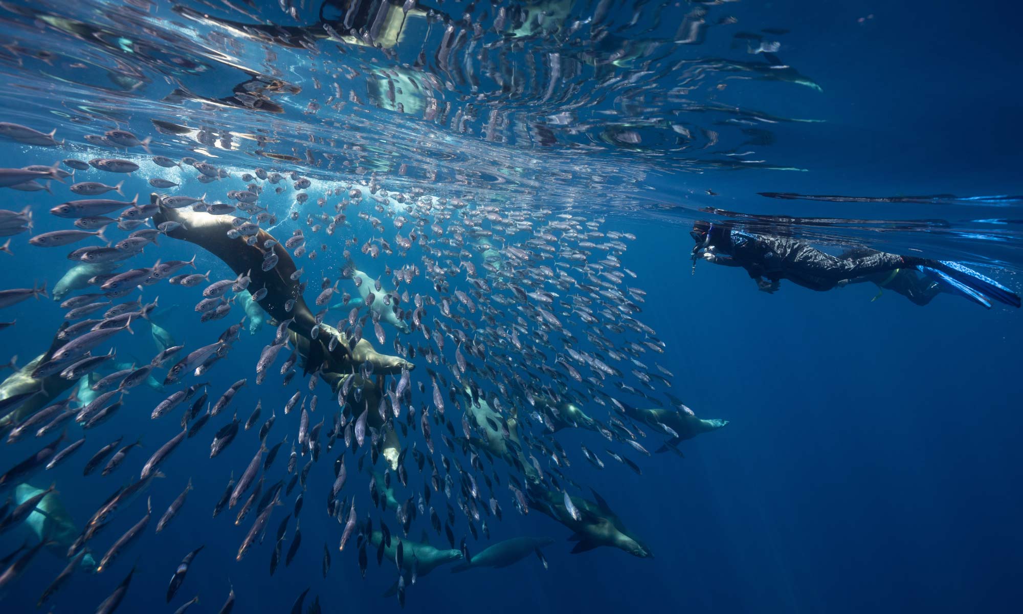 Dive Center Mexiko: Alles rund ums Tauchen in Playa del Carmen