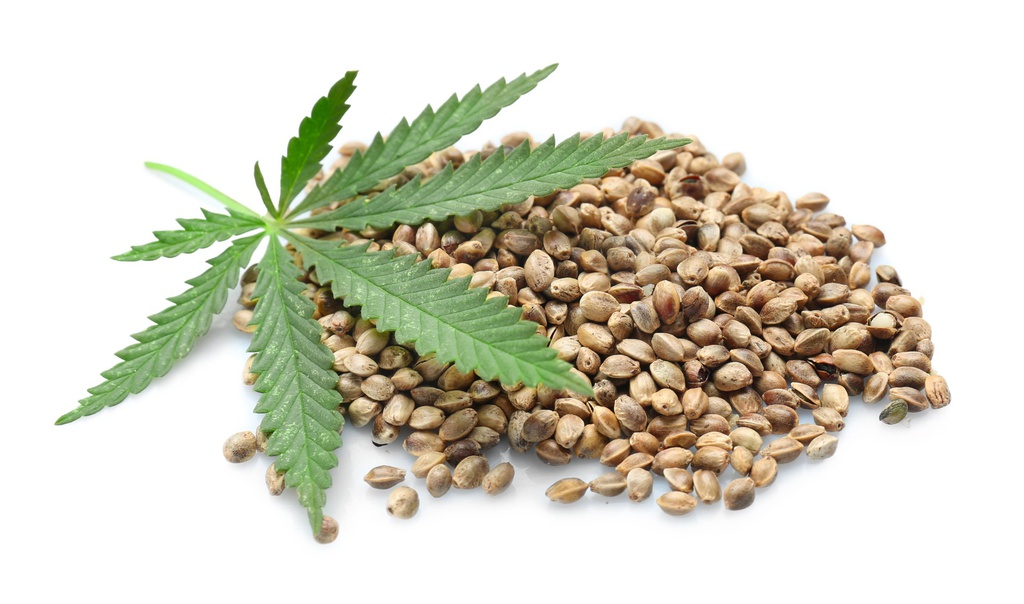 Anbau von Gratis Cannabis Samen: Ein umfassender Ratgeber