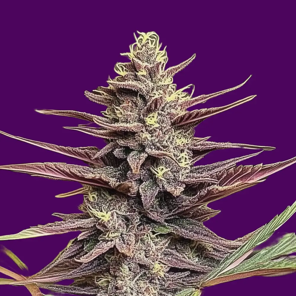 Entfalte dein Aromaerlebnis mit Tropicana Cherry von Cali Weed and Vapes